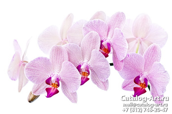 Pink orchids 64